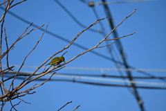 春はまだかな？