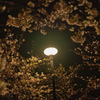 夜桜