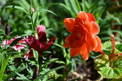 花が花にこんにちわ