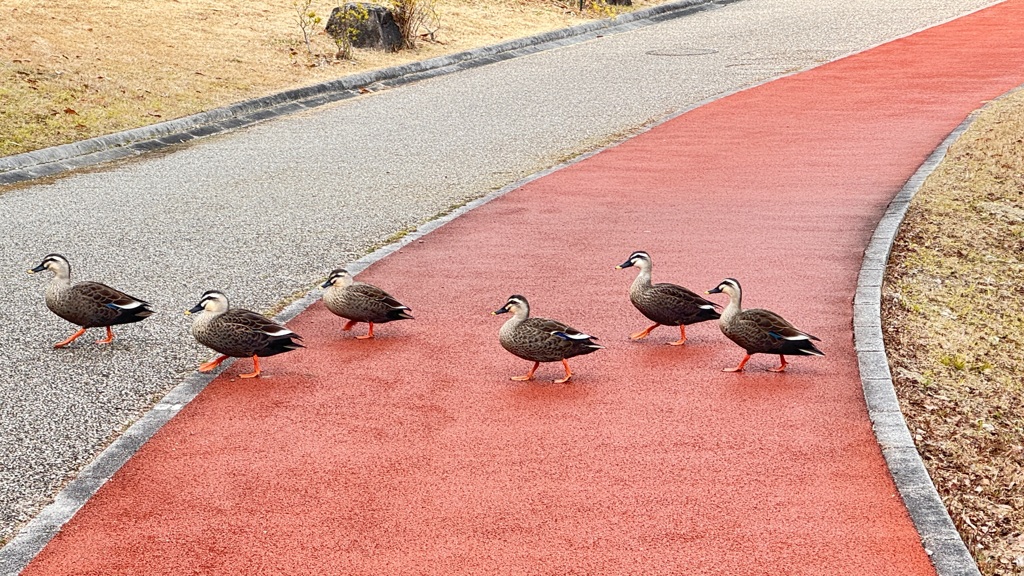 カモの行進