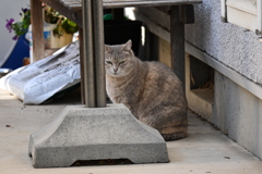 野良猫の考え事
