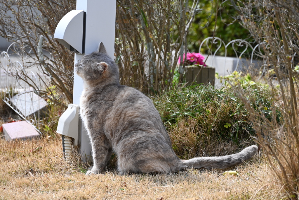 春を一番感じてるのは猫かもしれない