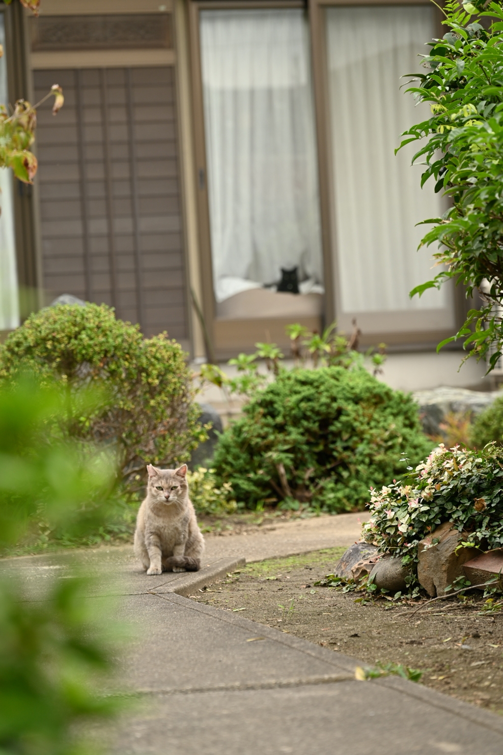 猫ライフ