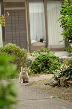 猫ライフ