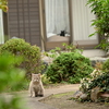 猫ライフ