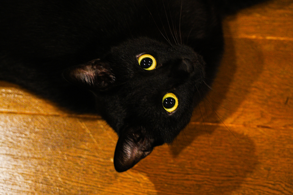 黒猫の目