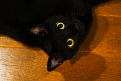 黒猫の目
