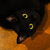 黒猫の目