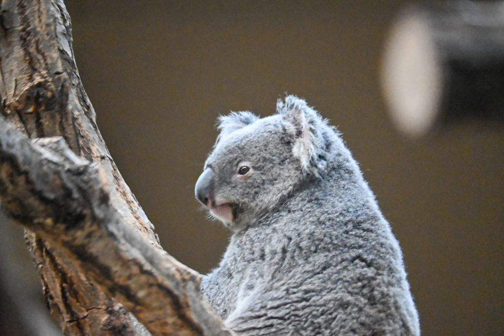 東山動物園（コアラ）