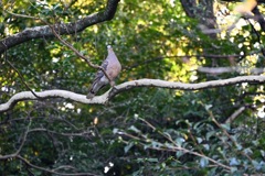 いつもの公園でハトと目が合った