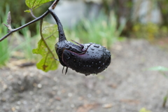 雨上がりのナス