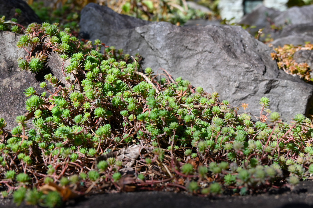 地面に近い植物たち