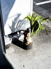 珈琲屋の軒、陰、植物とその関係性の整理