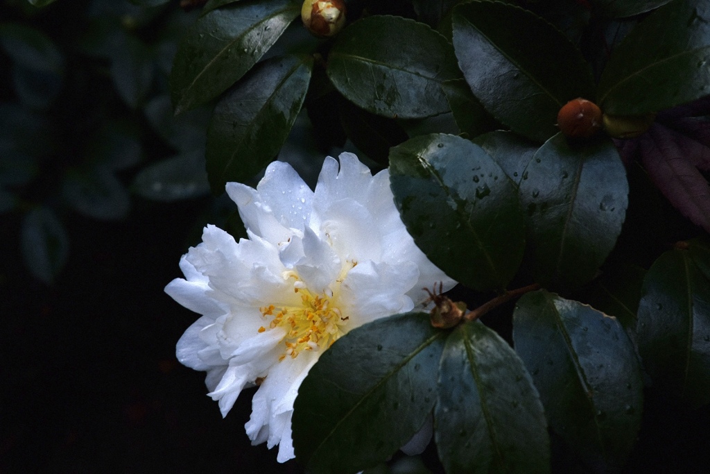 庭の花