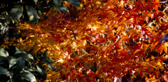 紅葉をうまく撮ることが苦手だけれども、気に入っているモチーフ