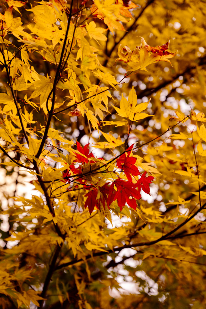 紅葉の季節のはじまり