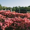 つつじの公園