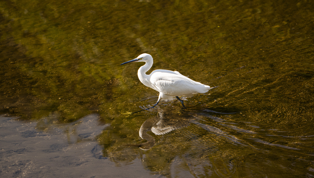 600mmが欲しくなる