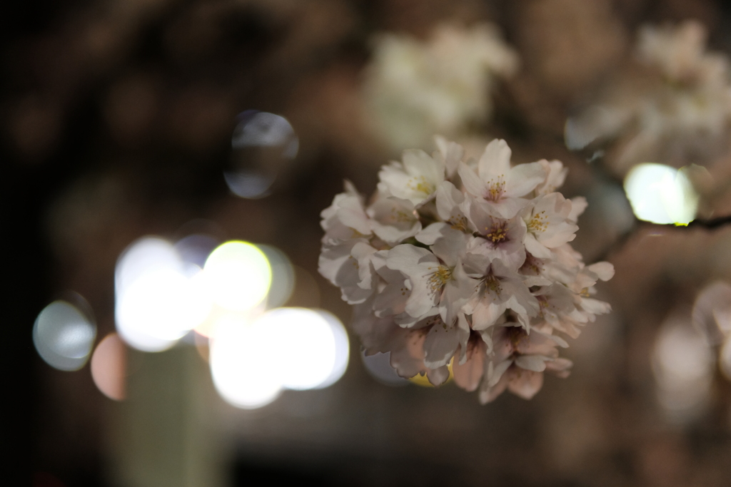 駅前の夜桜