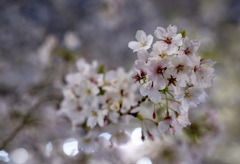 一ヶ月前の夜桜