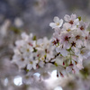 一ヶ月前の夜桜