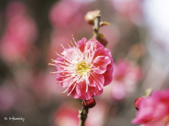 梅