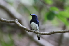 幸せの青い鳥