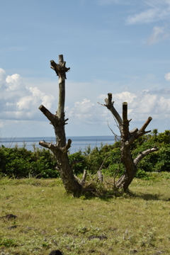 DSC_0031