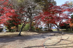 紅葉