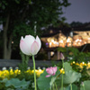 蓮の花
