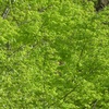 新緑の茂り