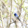 幸せの青い鳥