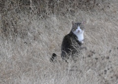 健康そうな野良猫