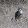 健康そうな野良猫