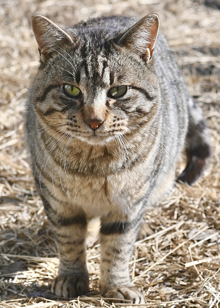 野鳥を撮りに行ったら猫を撮ってた