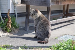 生育環境が良さそうな野良猫