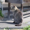 生育環境が良さそうな野良猫