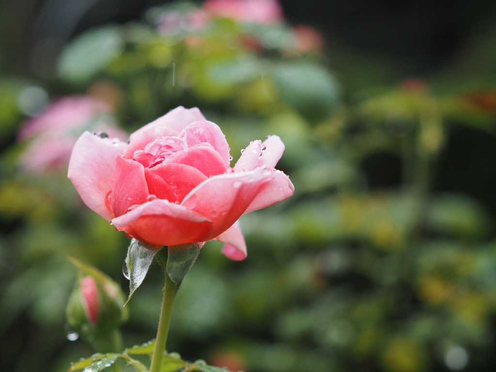 雨に濡れた薔薇