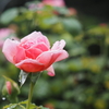 雨に濡れた薔薇