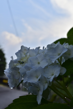 紫陽花