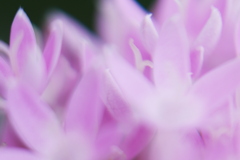 IMGP0218