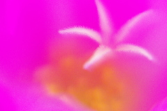 IMGP0344