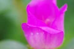 IMGP0364