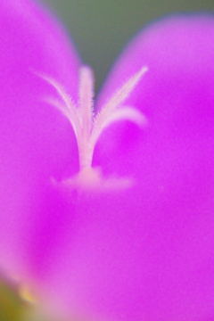 IMGP0384