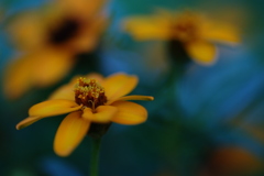 IMGP0493