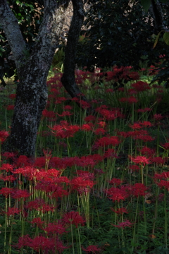 彼岸花