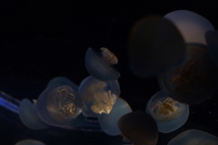 E7B50129-6600-4B82-A370-3A66593773ED