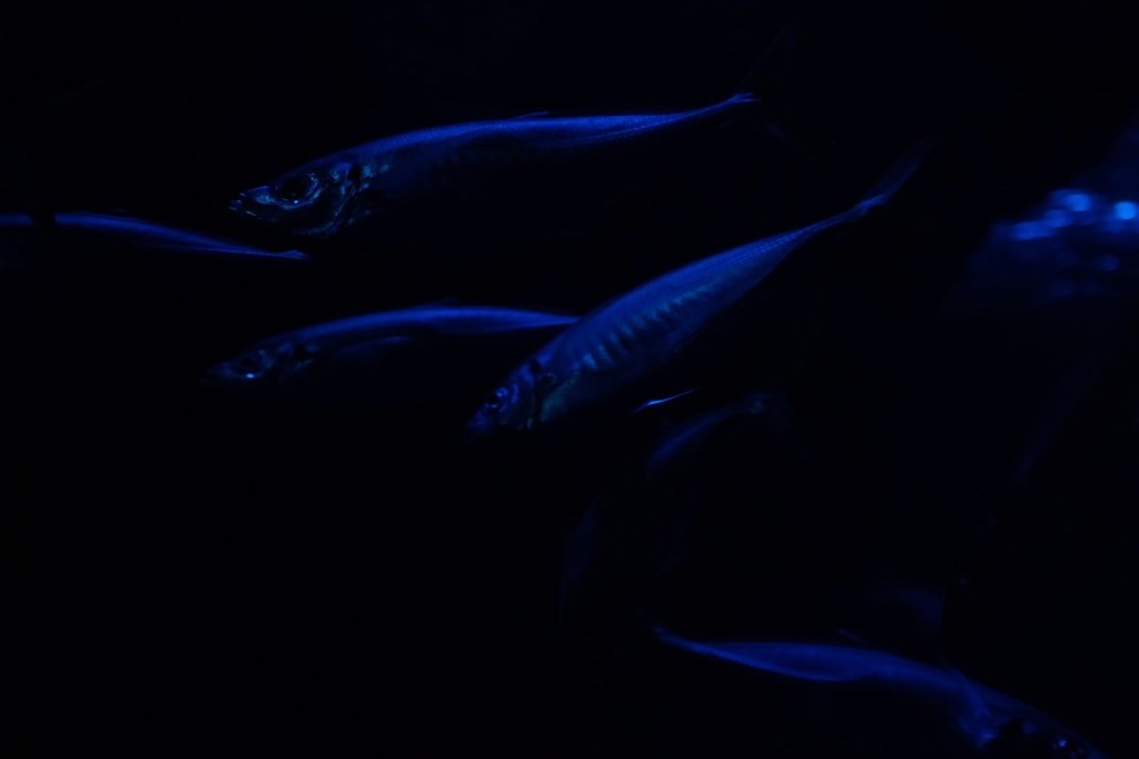 BA6E91D4-A8DD-44F3-A3C9-3088BACF0292