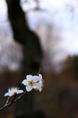 白梅