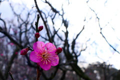 紅梅
